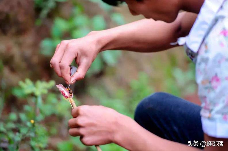 入侵美国的物种,成功入侵美国的三种昆虫