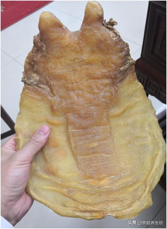 鱼胶知识书籍,鱼胶的知识抖音视频