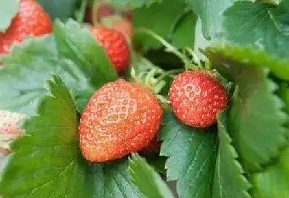 多菌灵百菌清甲基硫菌灵,多菌灵的正确使用方法不溶解