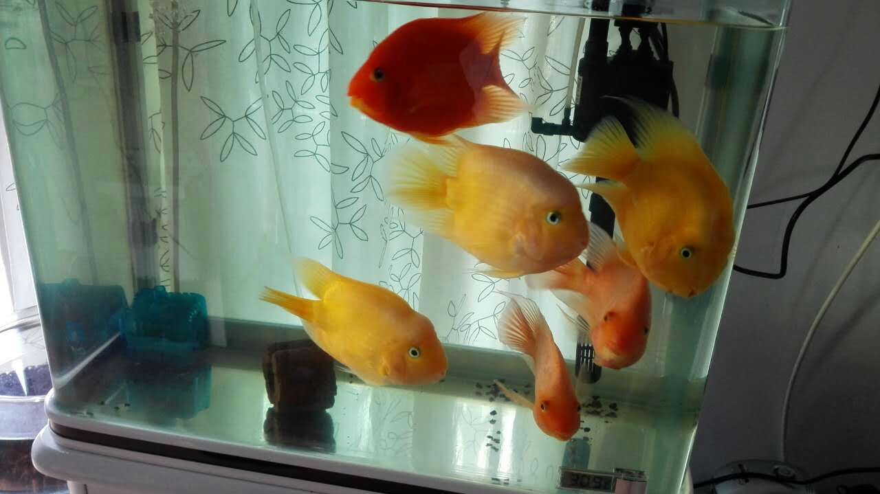 鹦鹉鱼为什么变白后不会变红了,鹦鹉鱼为什么养着养着变白了