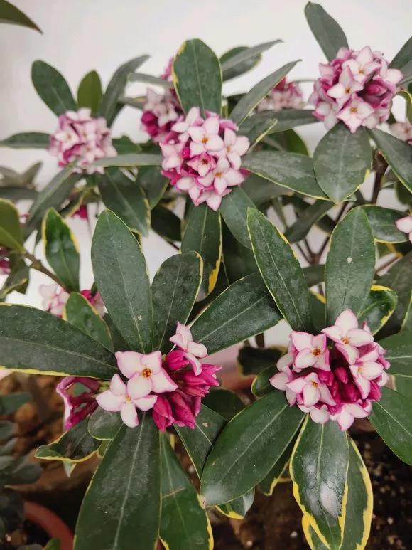 冬天能扦插蟹爪兰放室内还是室外,这4种花现在扦插最容易生根杀菌