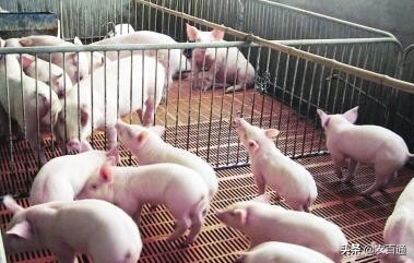 养猪注意预防2种秋季最常见的猪病:蓝耳病、口蹄疫