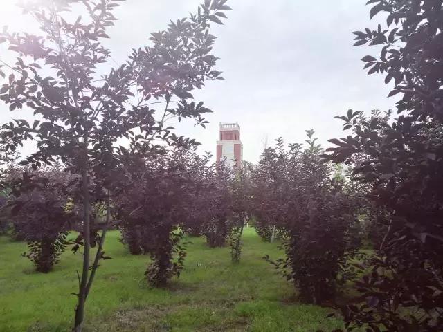 辽宁中医药大学杏林学院独立学院,辽宁中医药大学三个校区
