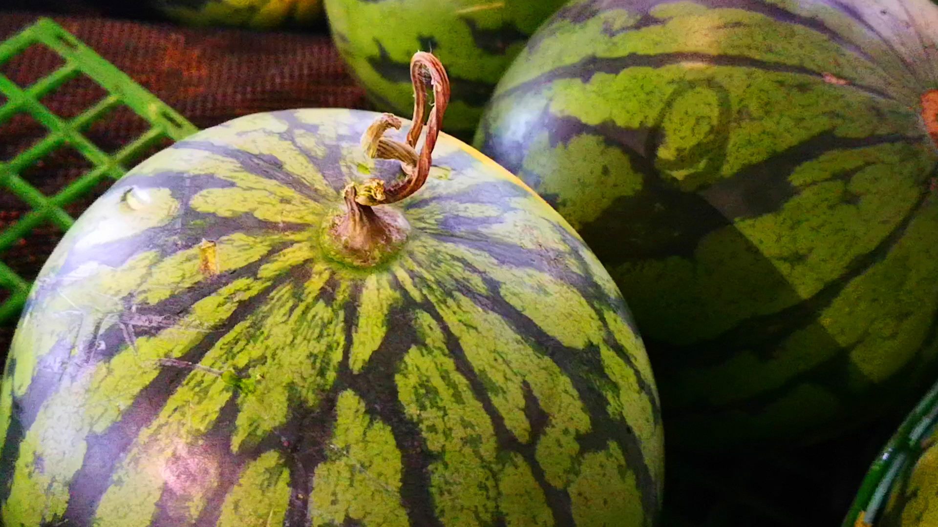 买西瓜最重要的点,买西瓜一定要先问价格