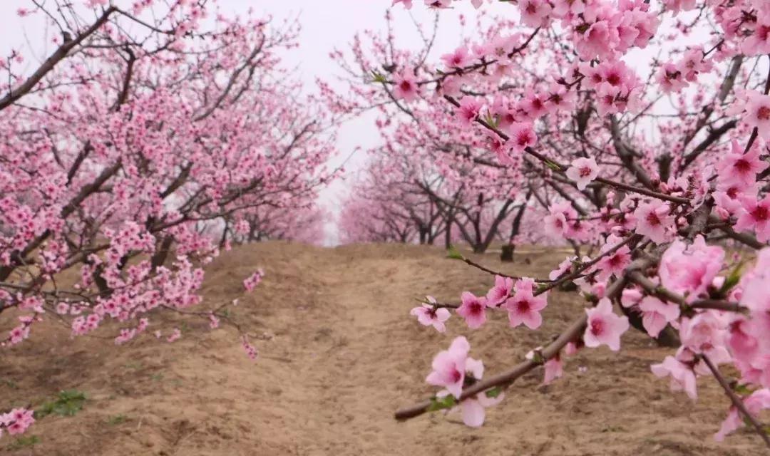 3月南阳看花的景点推荐,南阳踏青赏花攻略