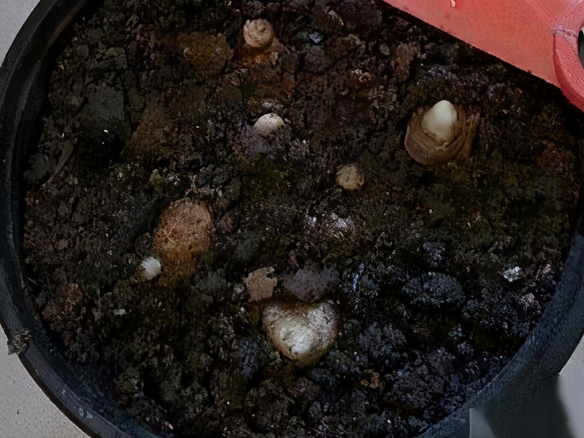 生姜盆栽方法?只需6个步骤,在家也能种出生姜