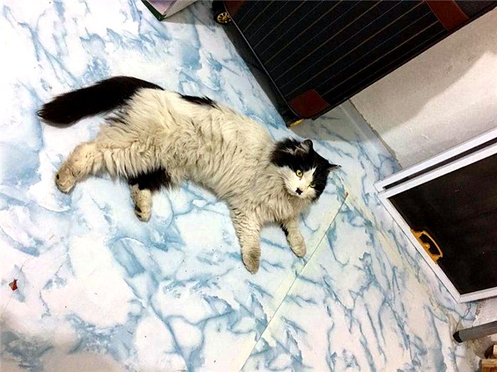 流浪猫妥善处理,滞销猫