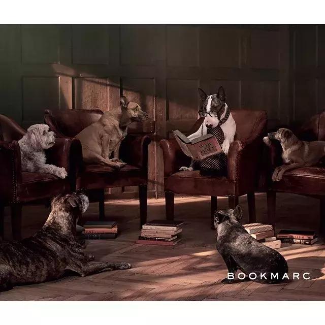 大熊猫一年可以赚钱几个亿,一只猫一年挣3000万