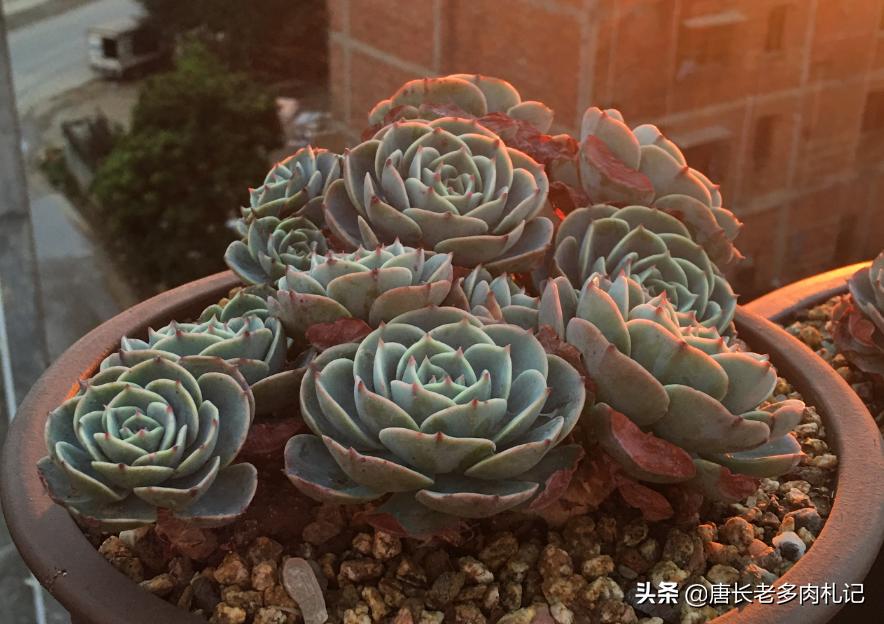 你有没有养过白玉蜗牛,你有没有曾经养过宠物