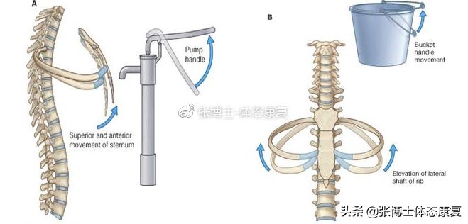 横隔膜呼吸有什么好处,横隔膜呼吸法好处和害处
