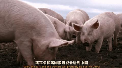 腌香肠用猪肉部位,什么猪肉做香肠最好吃