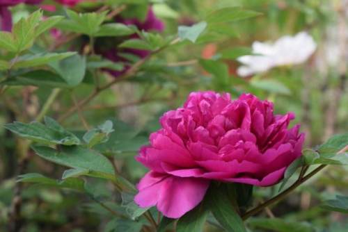 西安的夏天是什么颜色的,西安的春天有多美