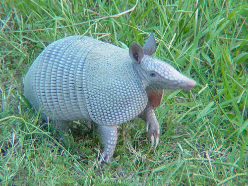 犰狳的防御是最强的吗,犰狳的防御