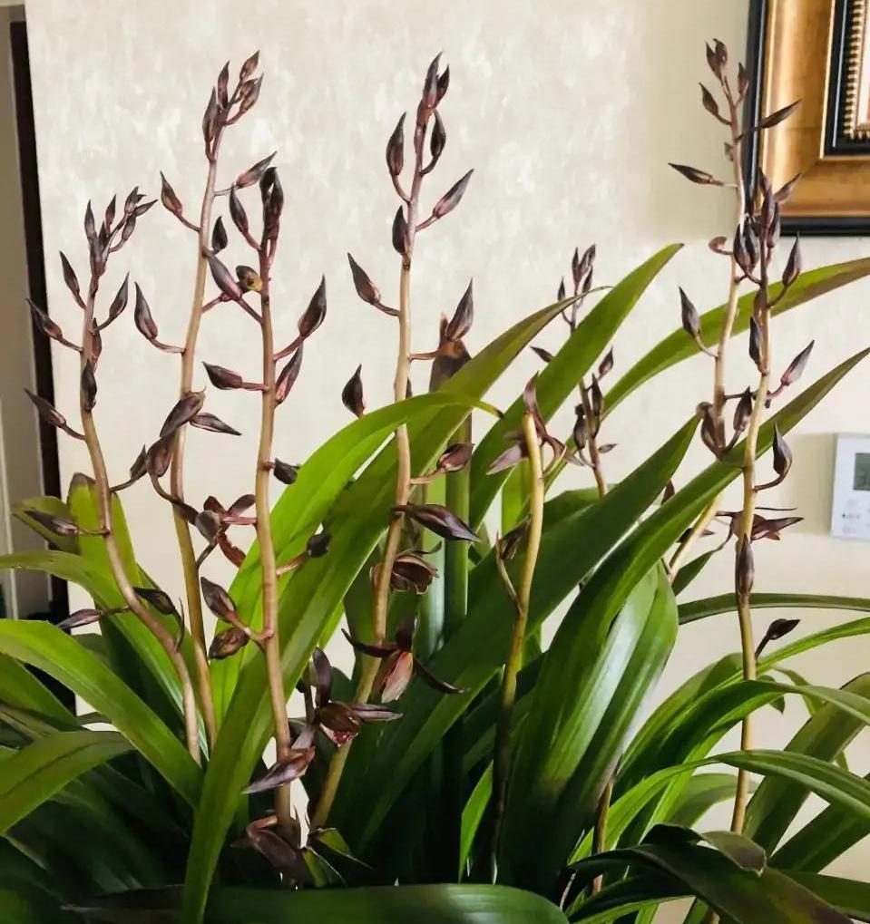 好看又好养的兰花有哪几种,推荐几款香味最好而且好养的兰花