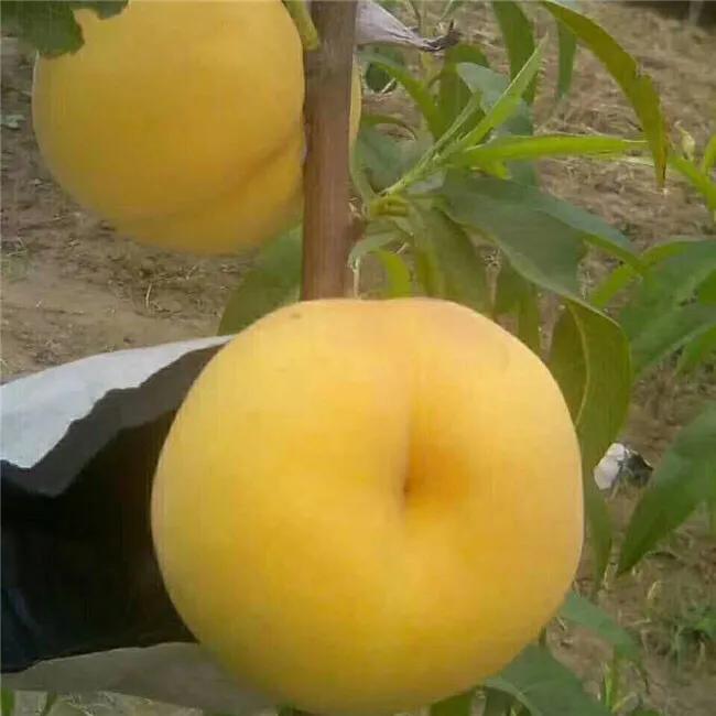 桃奴为什么那么贵,如何解决桃奴现象