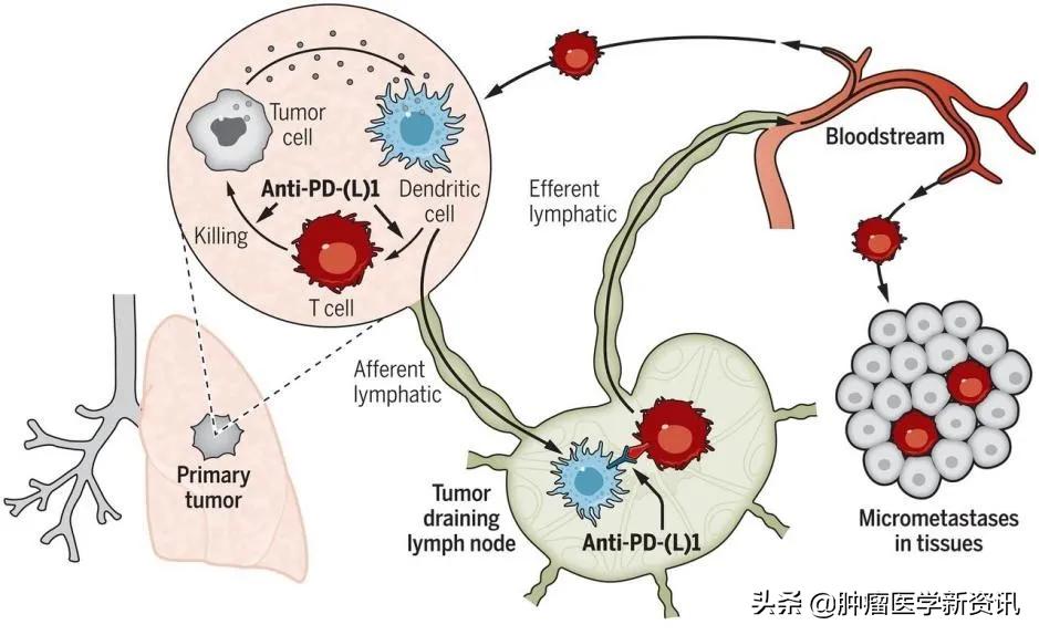 免疫疗法是癌症治疗最后的手段吗?应该在术前还是术后使用?