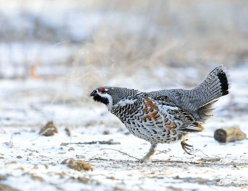 大兴安岭的飞龙是什么鸟,大兴安岭纯野生飞龙鸟高清图片
