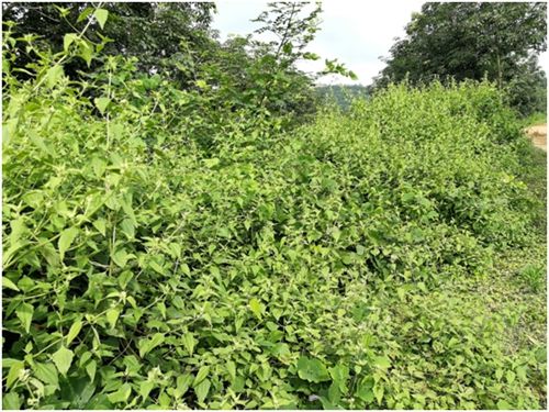 入侵我国野草,农村野草其实是中草药