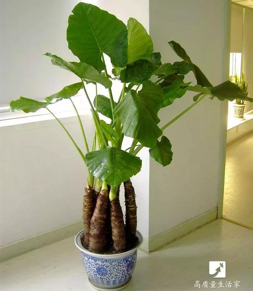 吸甲醛最好的植物排名,装修房子吸甲醛最好的是什么植物