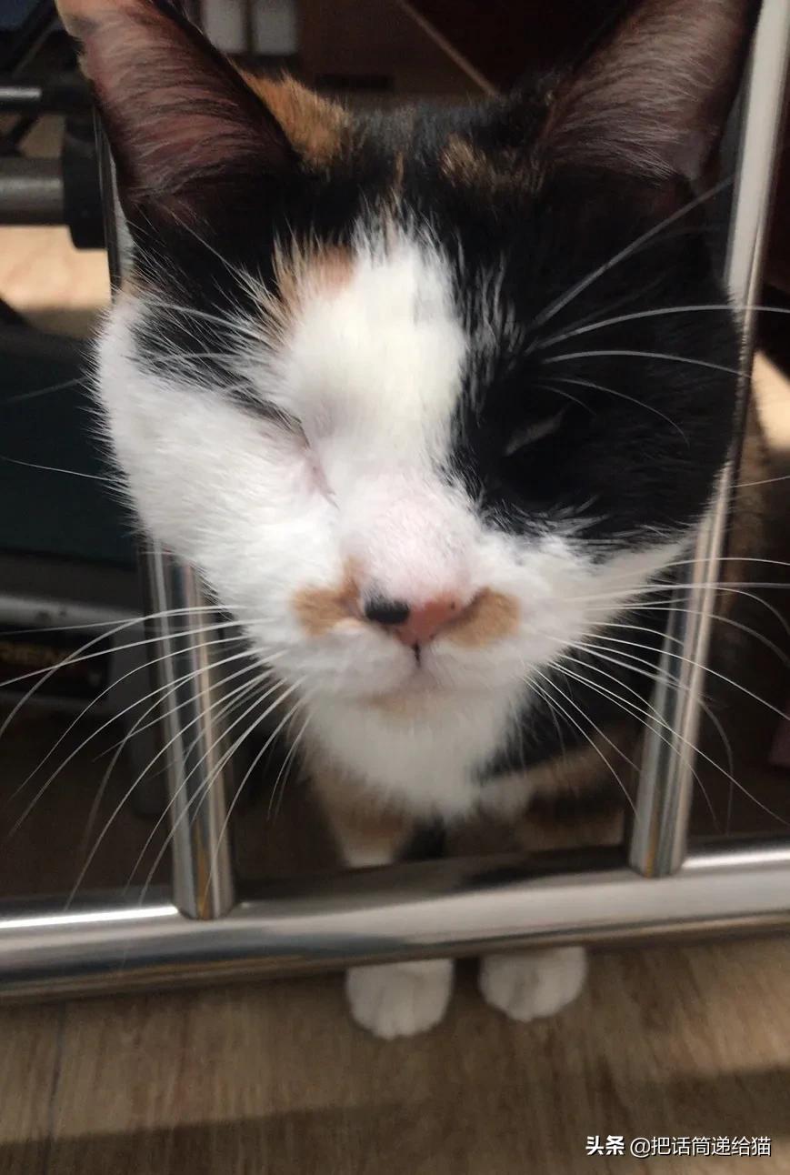 一只猫被另一只打,一只猫被两个人打