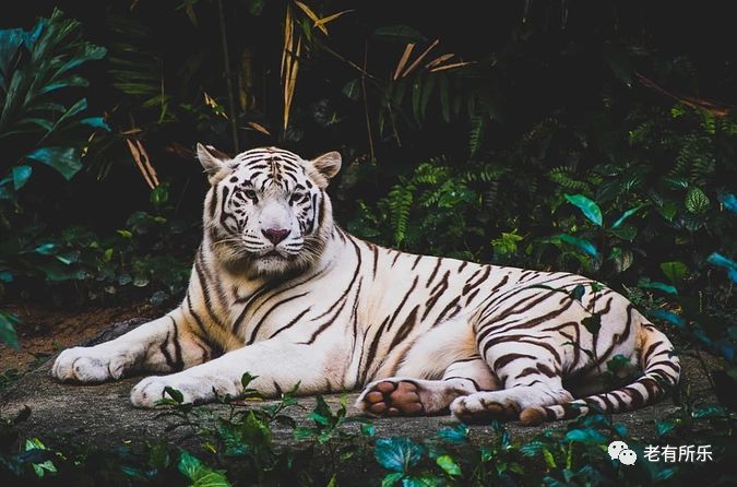 十二生肖来历和起源为什么是十二,一起了解十二生肖的来历及意义