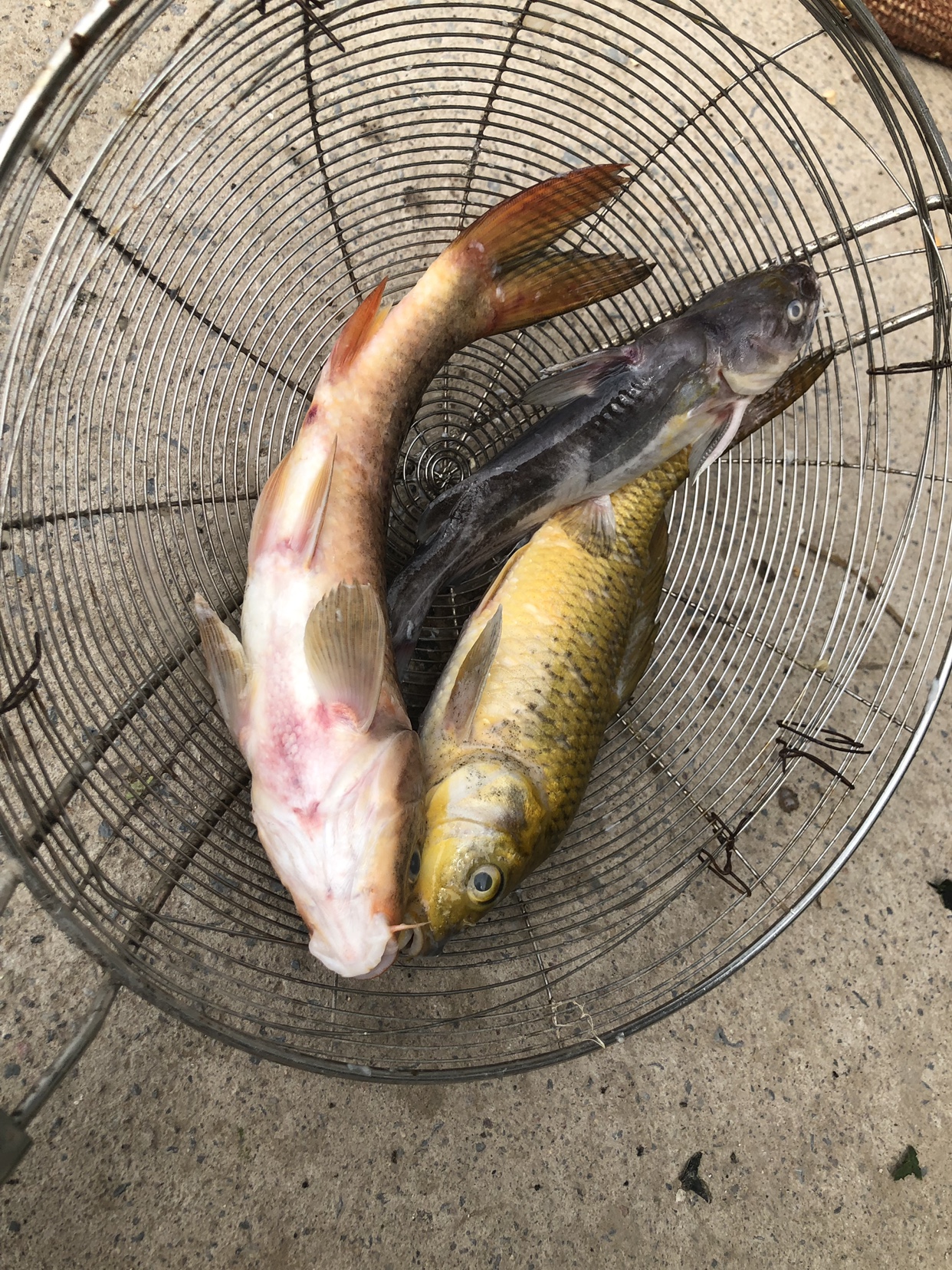 观赏鱼掉鳞溃烂用什么药治疗,观赏鱼体表大量粘液怎么办