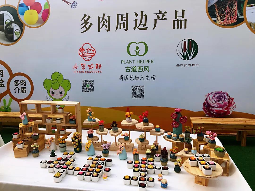 这个年销量上亿株多肉的县城，举办了首届多肉电商节