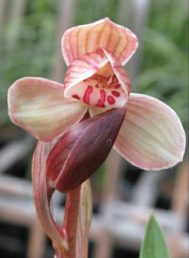 新手兰友的建议,新手兰友容易入的坑