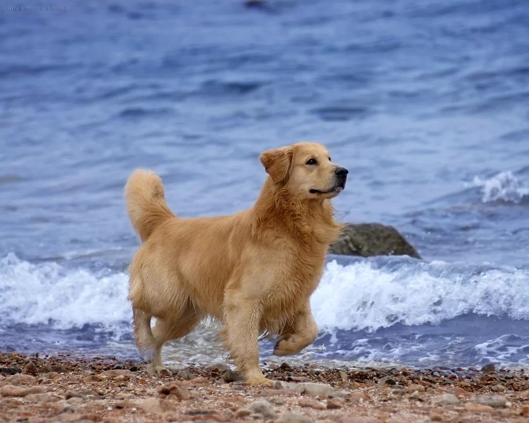 怎么挑选一只金毛幼崽,如何挑选小金毛犬