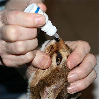 猫咪的眼炎怎么滴药,猫咪的眼部疾病有哪些