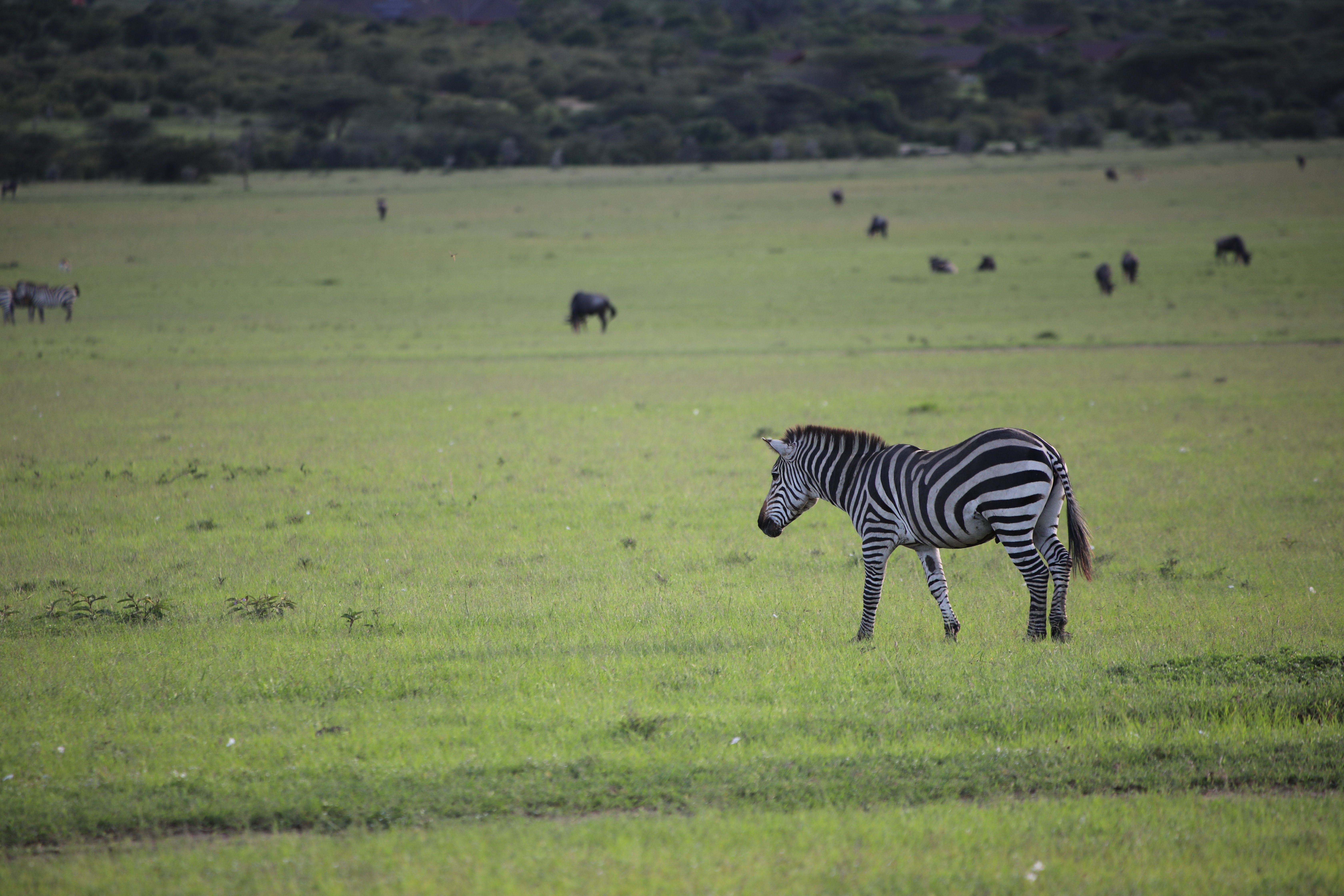 一个中国人在肯尼亚草原旅游创业：老外惊见中国速度，当地人感激
