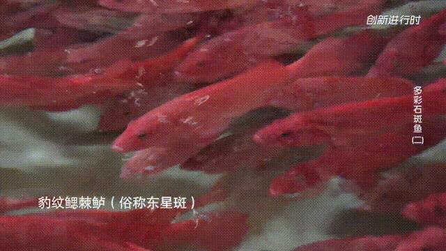 一条石斑鱼,一条石斑鱼一碗白饭