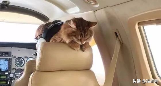 猫咪航空托运全面解析铲屎官必看,八大航空公司对于托运猫咪要求