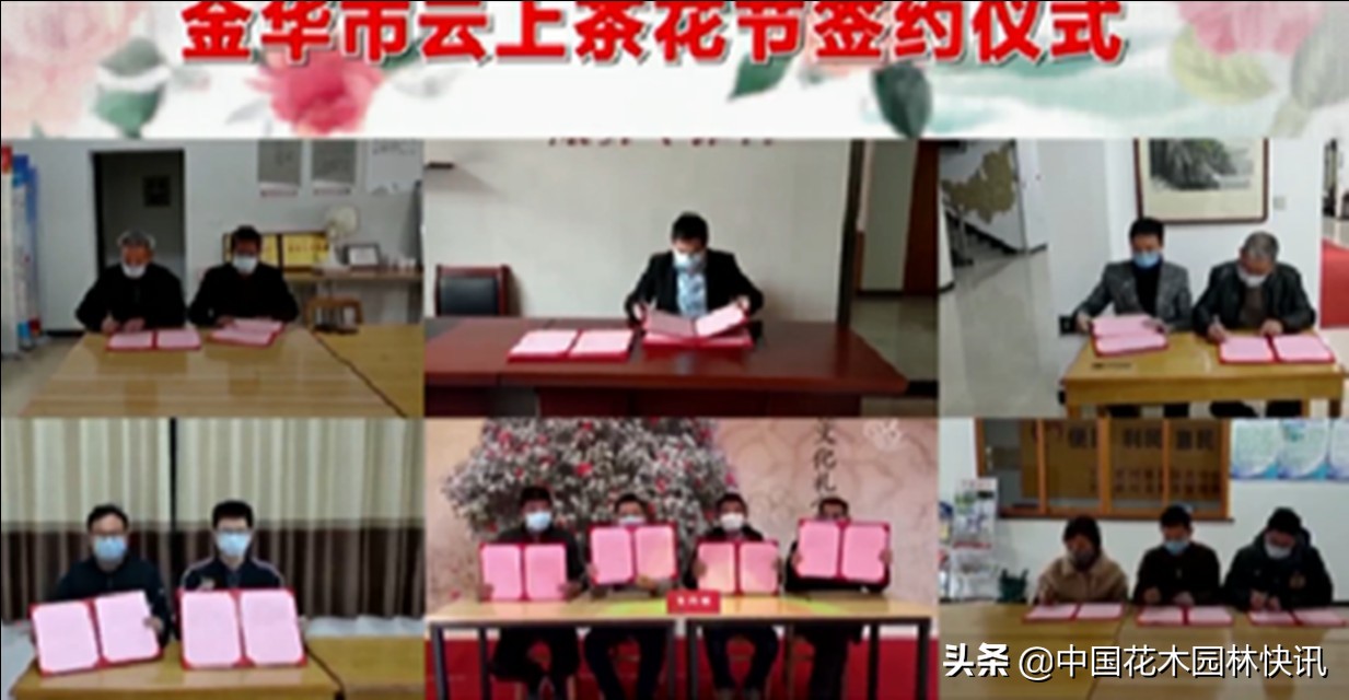 金华云上茶花节开幕式开播200多万花友网上赏茶花