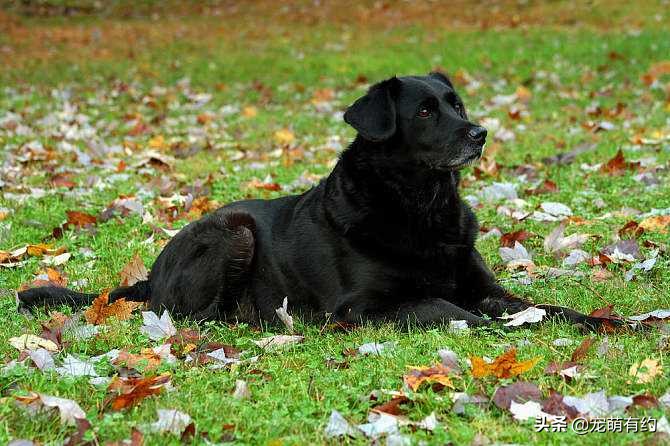 买拉布拉多犬注意事项和细节,拉布拉多幼犬的好坏由谁来决定