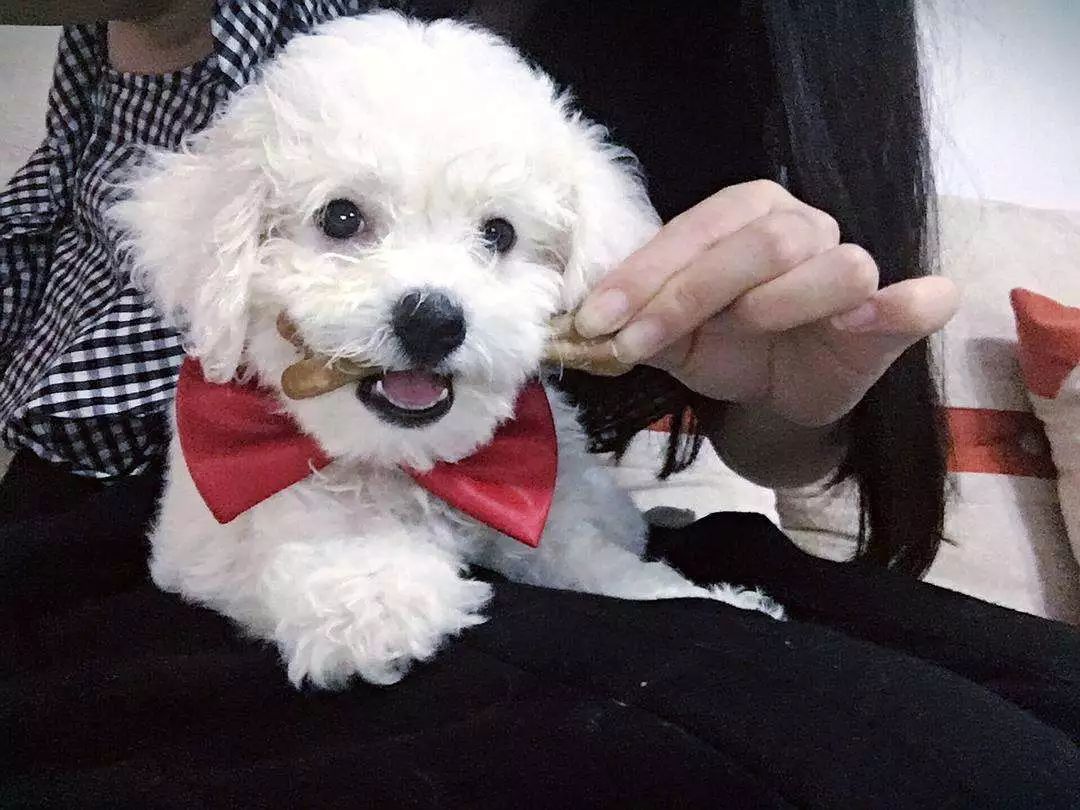 分离焦虑症狗狗止吠训练,狗狗因为分离焦虑症随地大小便