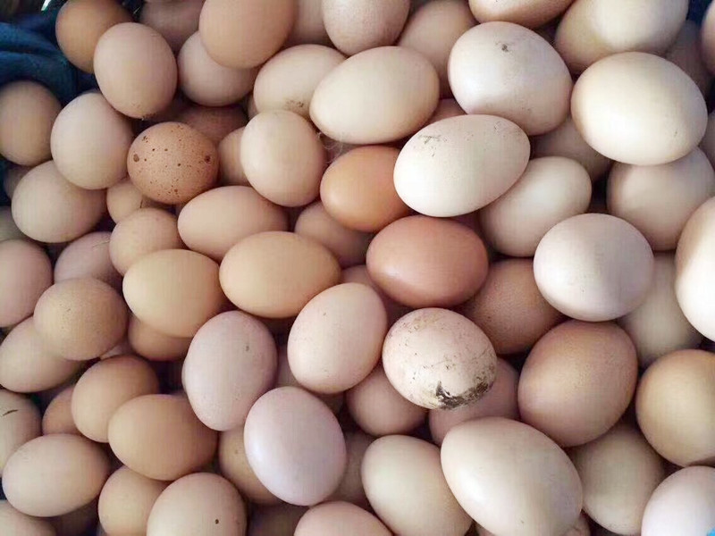 春天买土鸡蛋,鸡蛋买绿壳的还是粉壳的好些