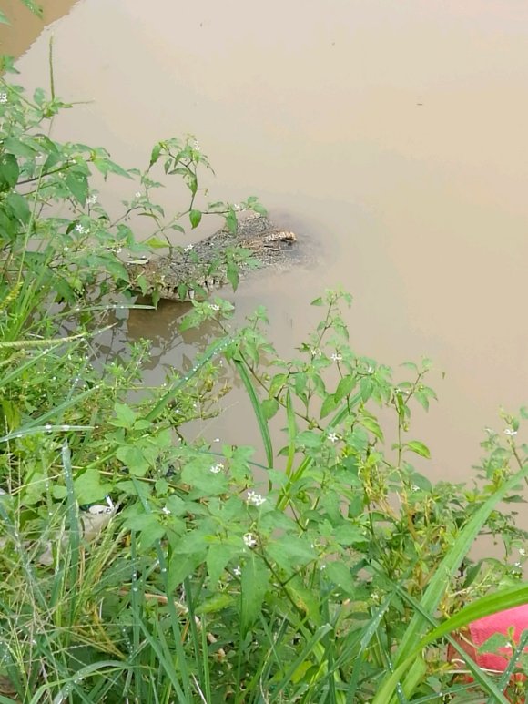 武安放生的鳄鱼找到了吗,武安市通报鳄鱼放生事件