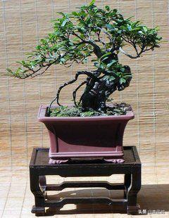 蚊母盆景植物,蚊母盆景的养殖方法