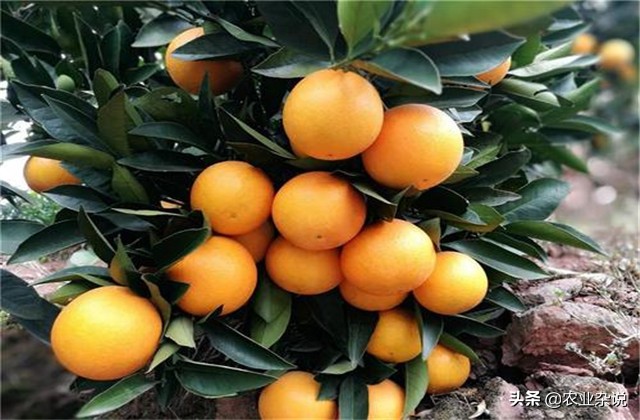 冰糖橙种植成功案例,种植冰糖橙要几年才能结果