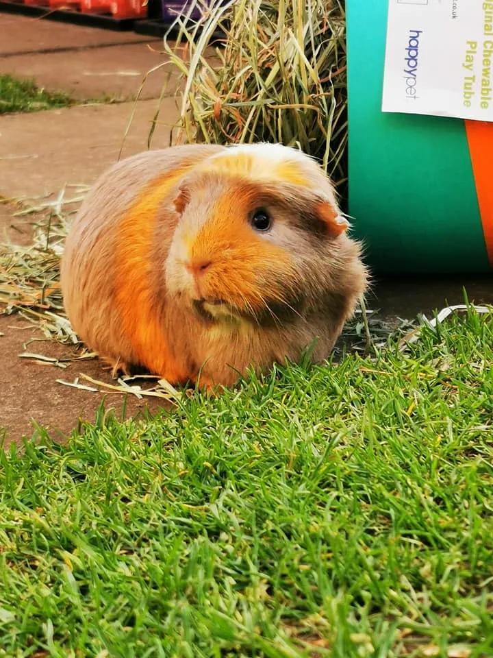 一群母豚鼠混入一只公豚鼠后：生几十只鼠崽，铲屎官年入几十万