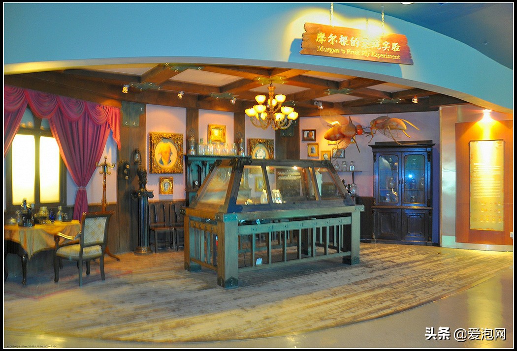 上海天文馆和科技馆哪个更值得去,上海自然博物馆和科技馆哪个好玩