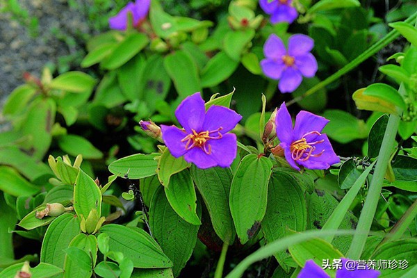 花开似牡丹，果实曾是儿时的零食，根部价值高，只是很多人不知道