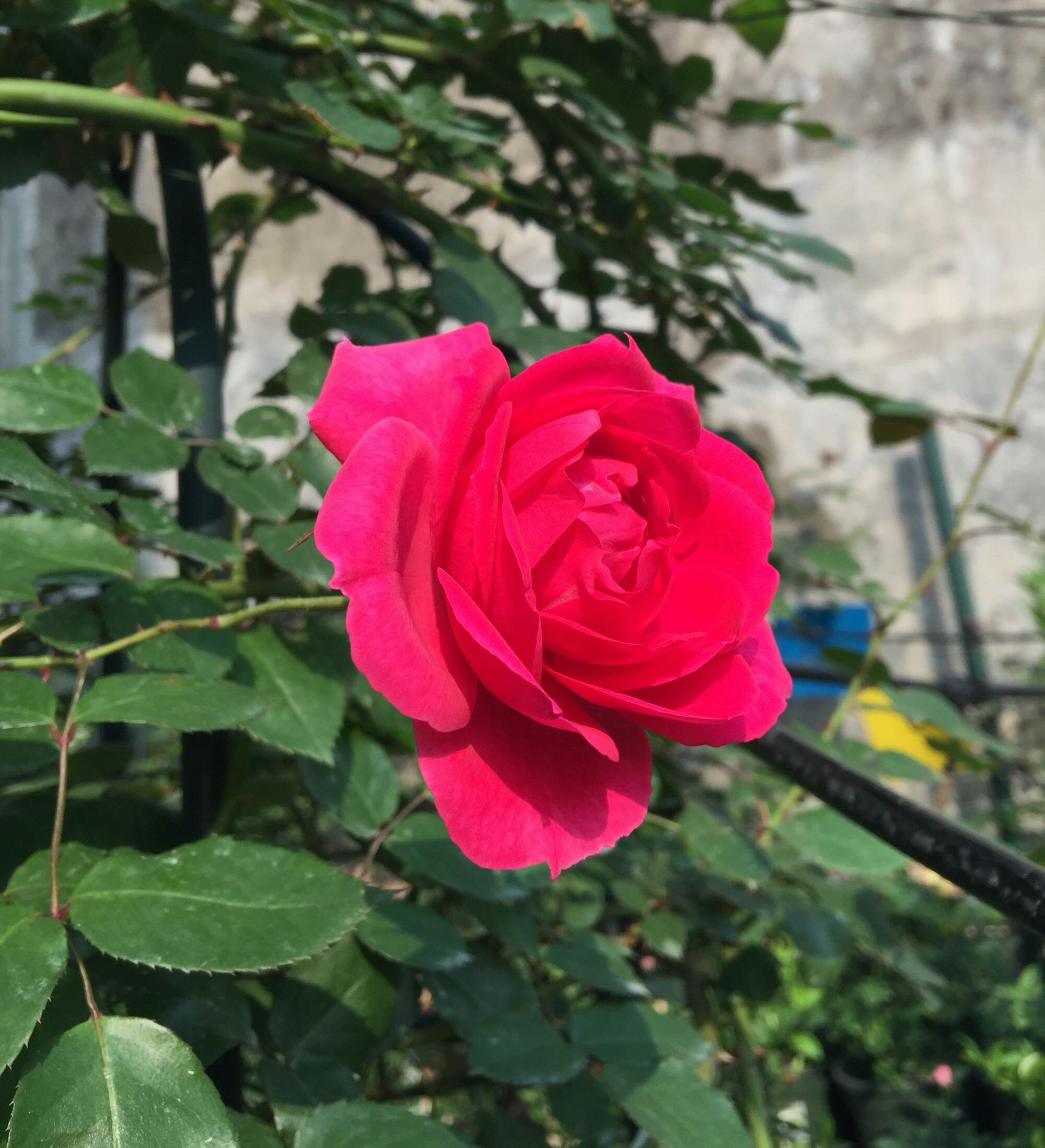 无根月季杆发芽了,为什么蔷薇嫁接的月季长势不旺