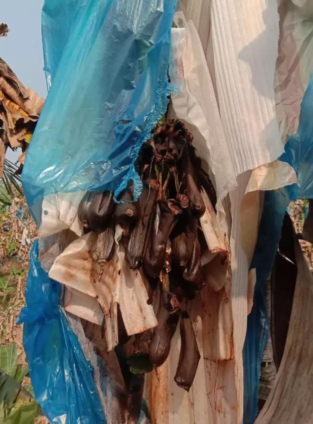 缅北香蕉最新消息,缅北香蕉农