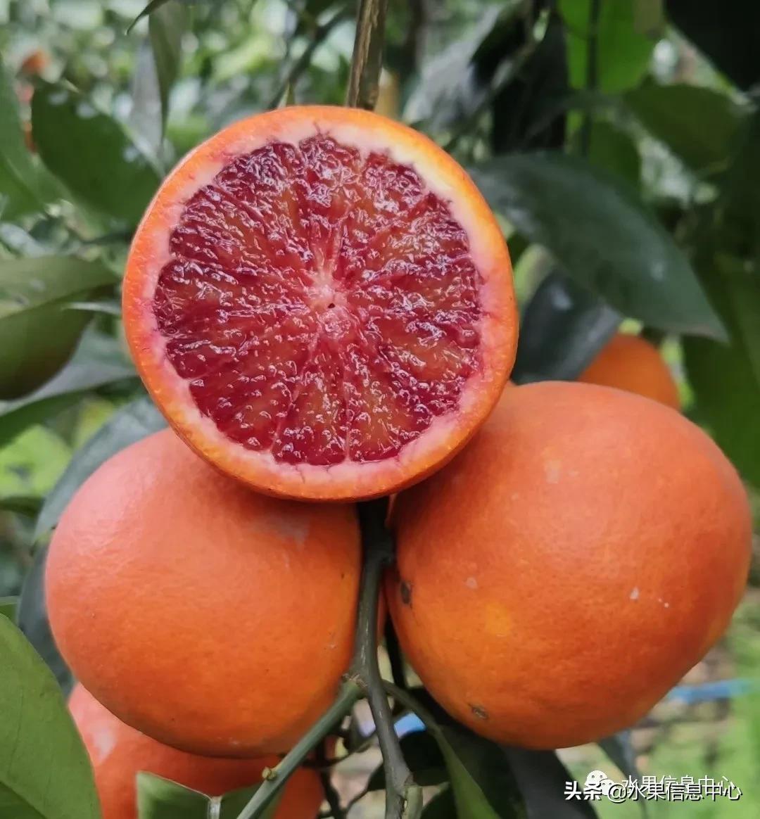 全国橙子产地在哪,中国橙子产地