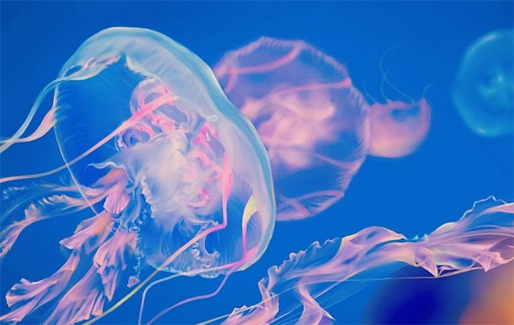 南京金鹰动物世界何时开,南京金鹰动物世界在哪里购票