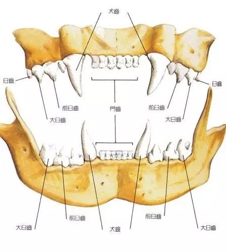 猫咪乱吃药怎么救,猫咪乱尿解决神器