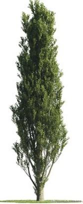 3dmax树木模型在哪里,3dmax植物树