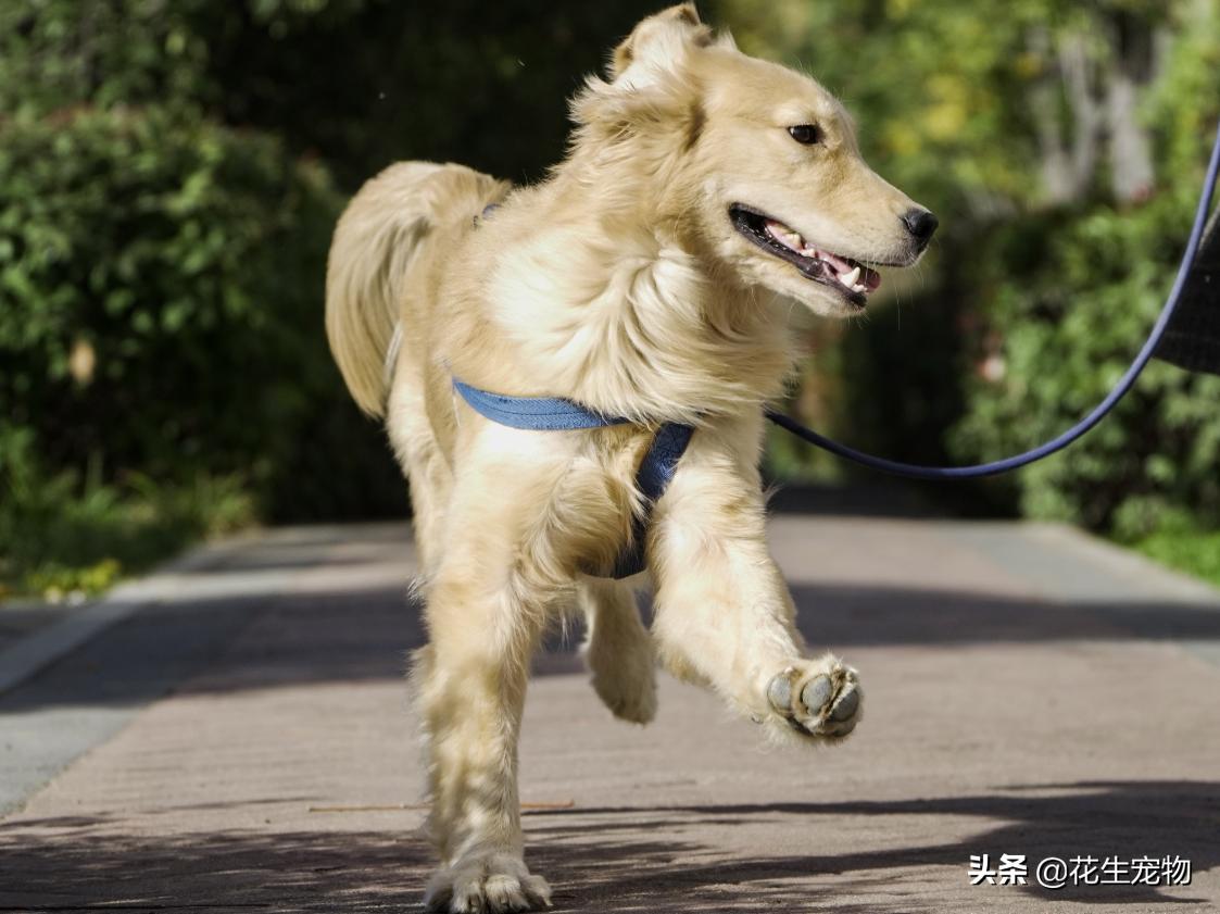 养金毛犬是养公的好还是母的好,金毛犬公的好养还是母的好养